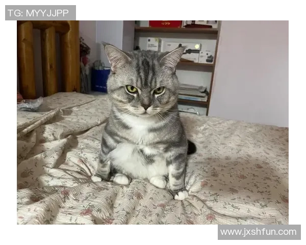 胖爹带病比赛是-胖爹的坚韧,带病比赛的力量-胖爹带病比赛是